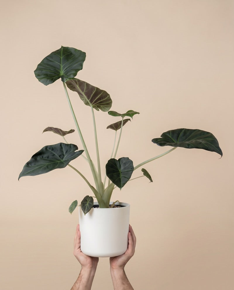 Alocasia 'Shields' • feey