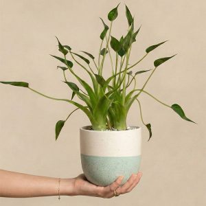 Alocasia 'Tiny Dancer' • feey