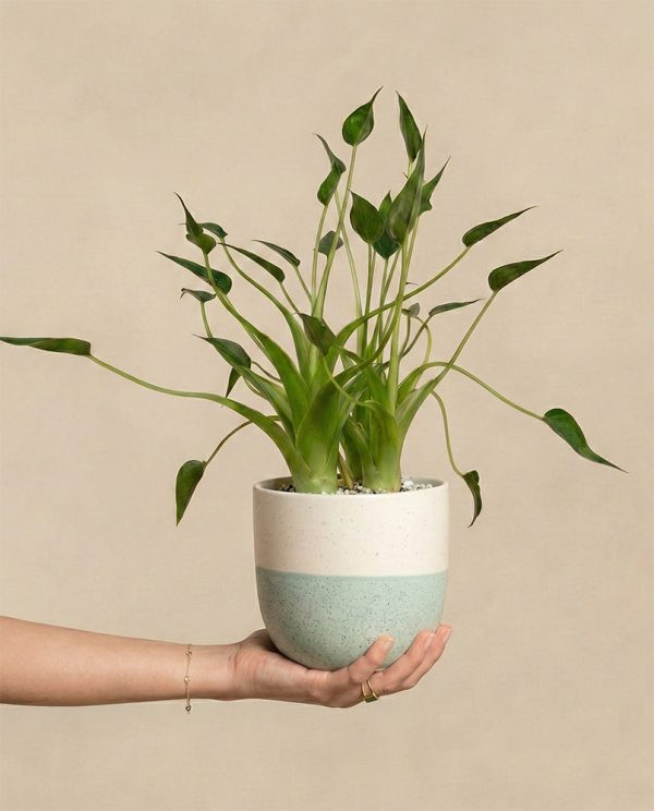 Alocasia 'Tiny Dancer' • feey