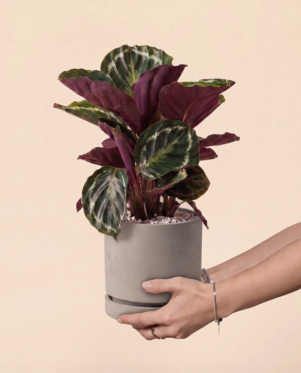 Calathea Roseopicta • feey