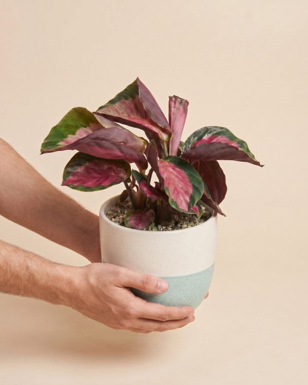 Calathea 'Rosy' • feey