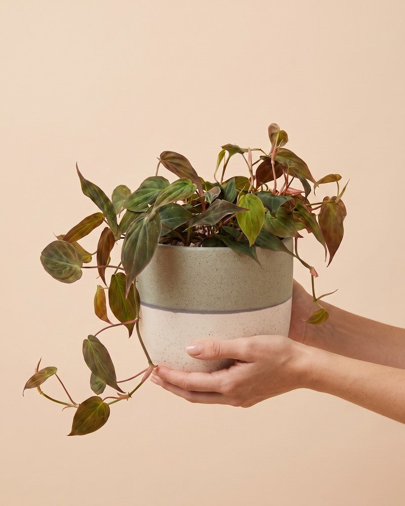 Großer Philodendron micans • feey