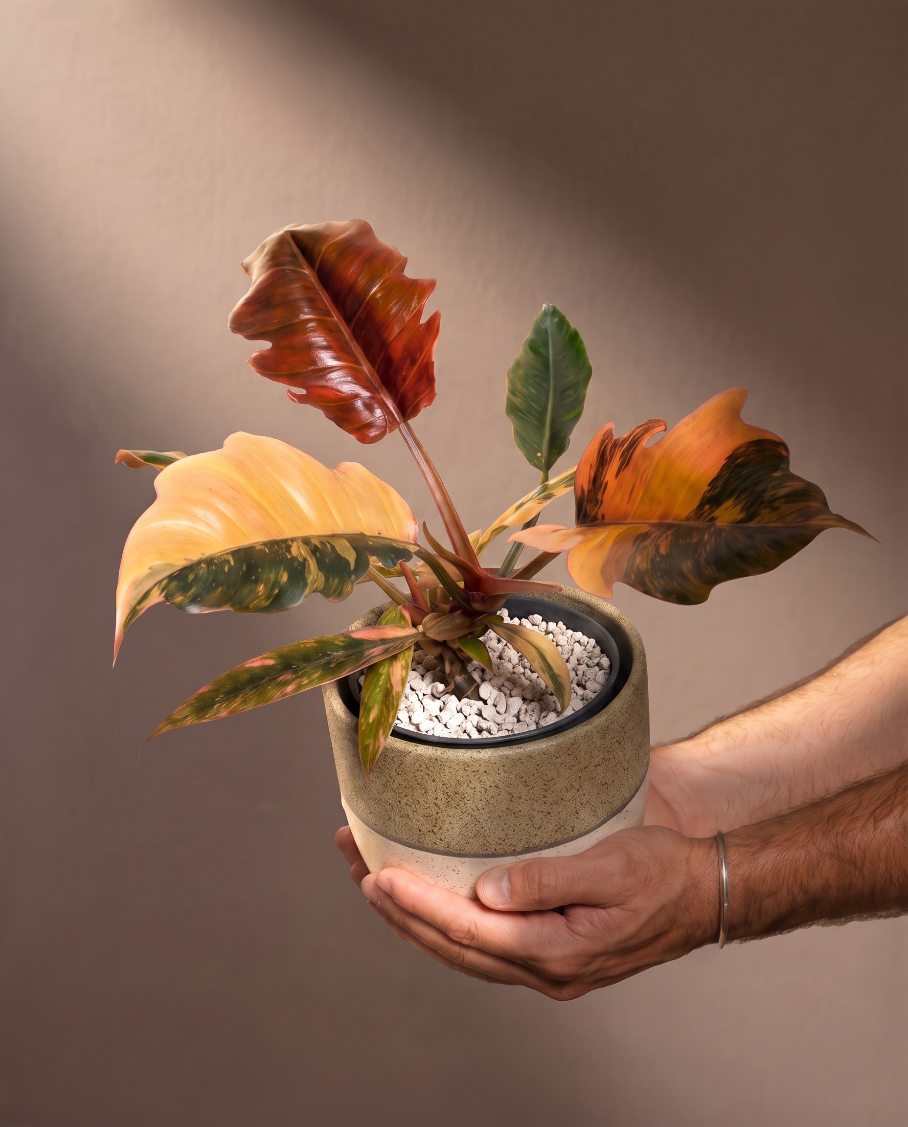 Philodendron 'Caramel Marble' • feey