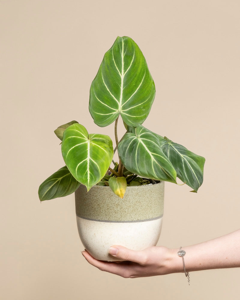 Philodendron gloriosum • feey