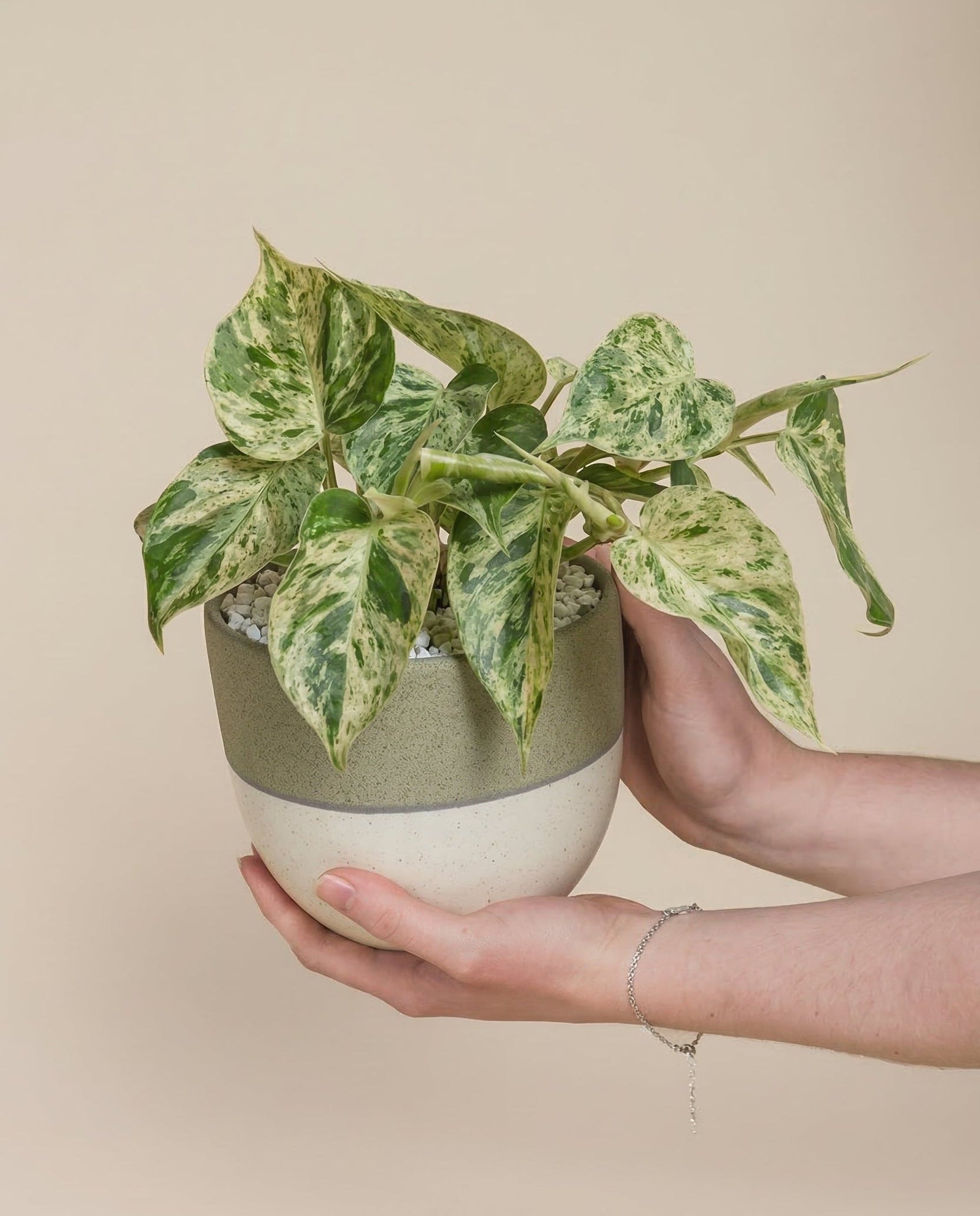Philodendron 'Oxycardium Variegata' • feey