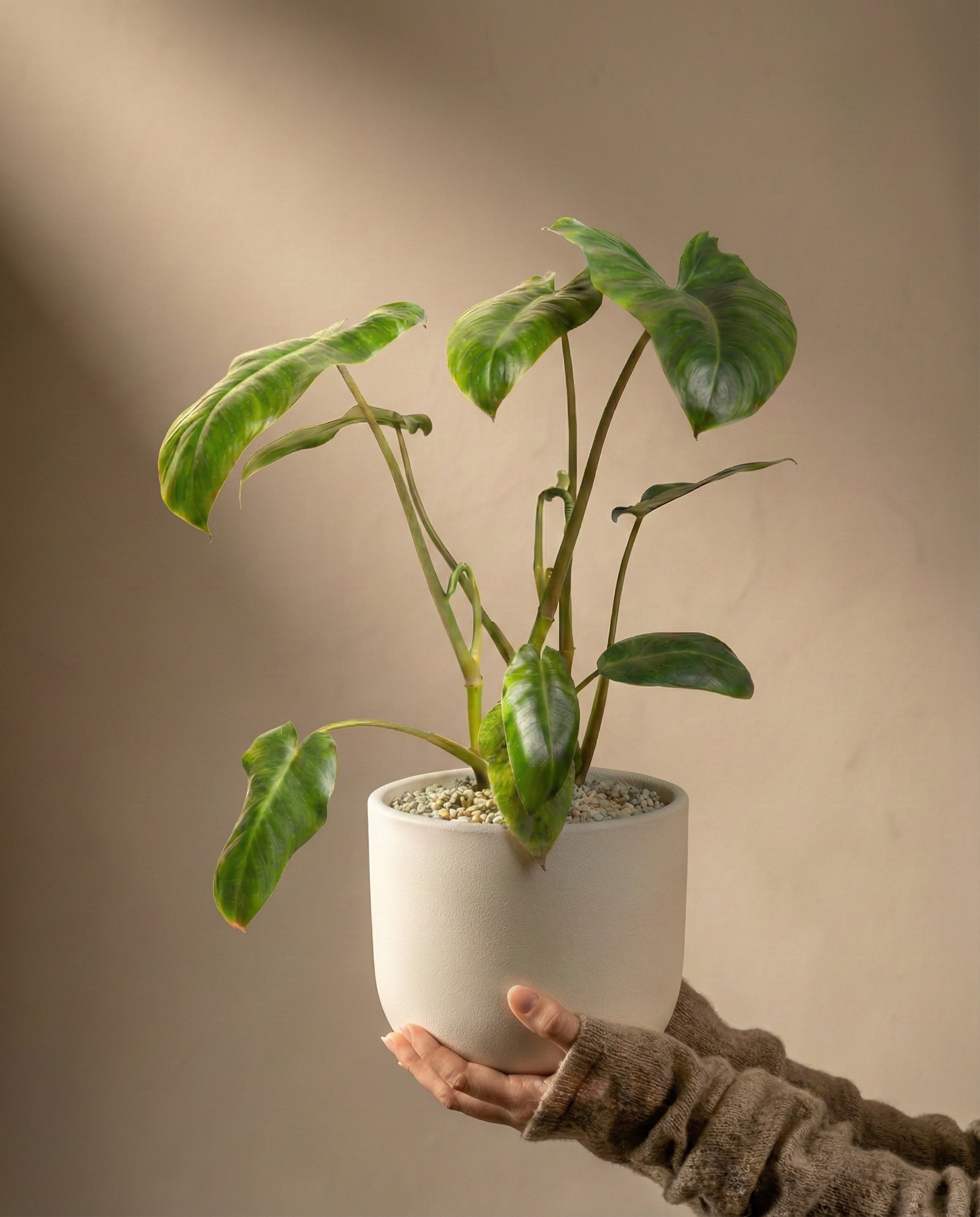 Philodendron 'Paraiso Verde' • feey