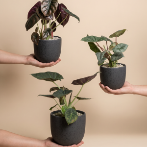 Alocasia Trio • feey