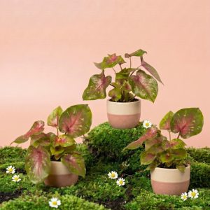 Baby Caladium 'Casey' (3er Set)