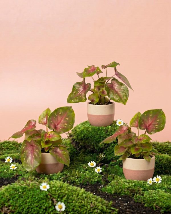 Baby Caladium 'Casey' (3er Set)