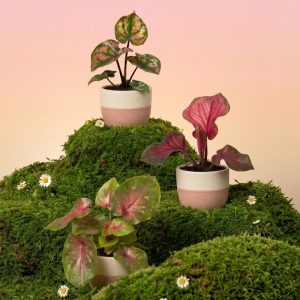Baby Caladium gemischt (3er Set)