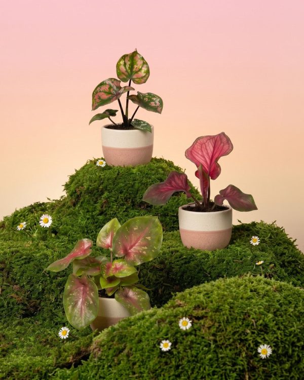 Baby Caladium gemischt (3er Set)