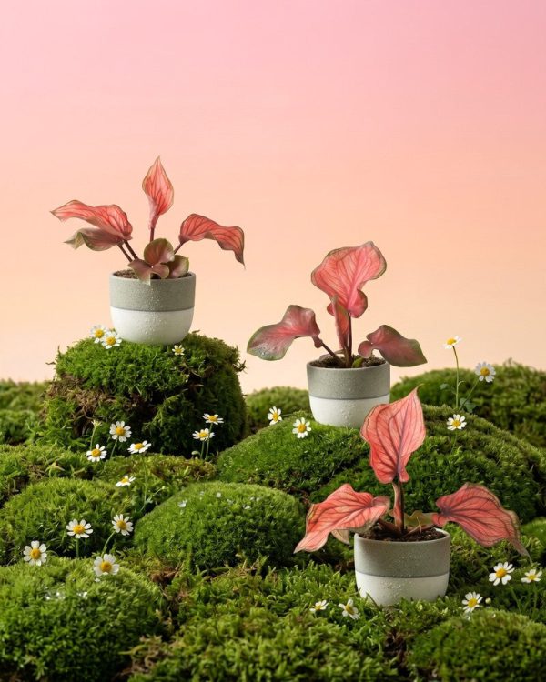 Baby Caladium 'Lucia' (3er Set)