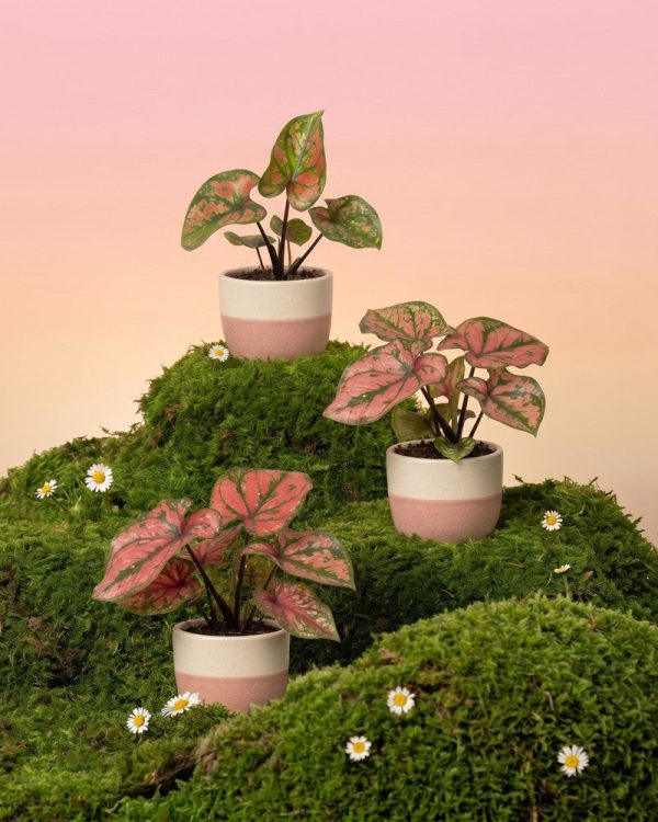 Baby Caladium 'Purple Light' (3er Set)