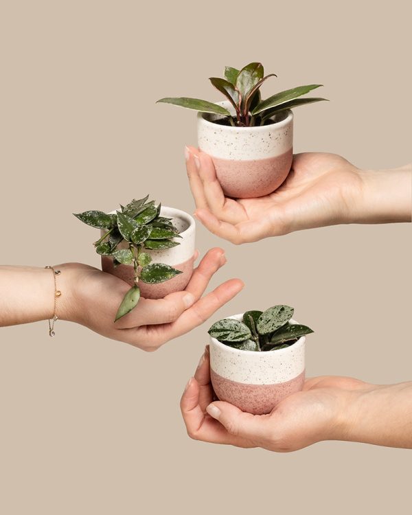 Babypflanzen-Trio Hoya