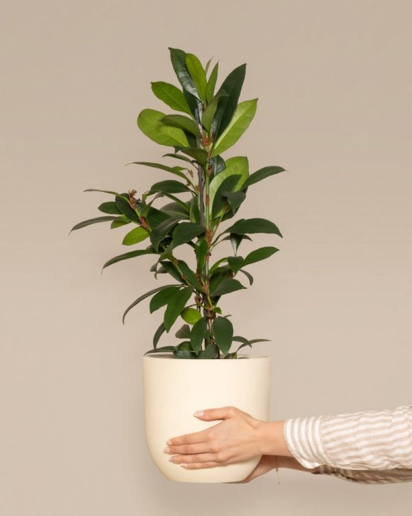 Afrikanischer Feigenbaum