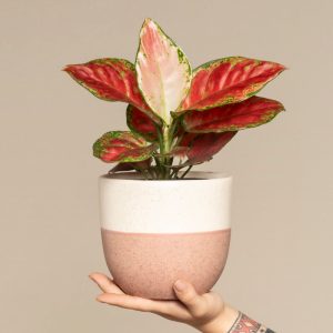 Aglaonema Cayenne Red