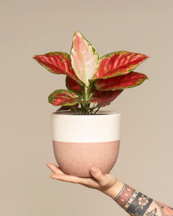 Aglaonema Cayenne Red