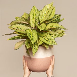 Aglaonema Chartreuse Pretty