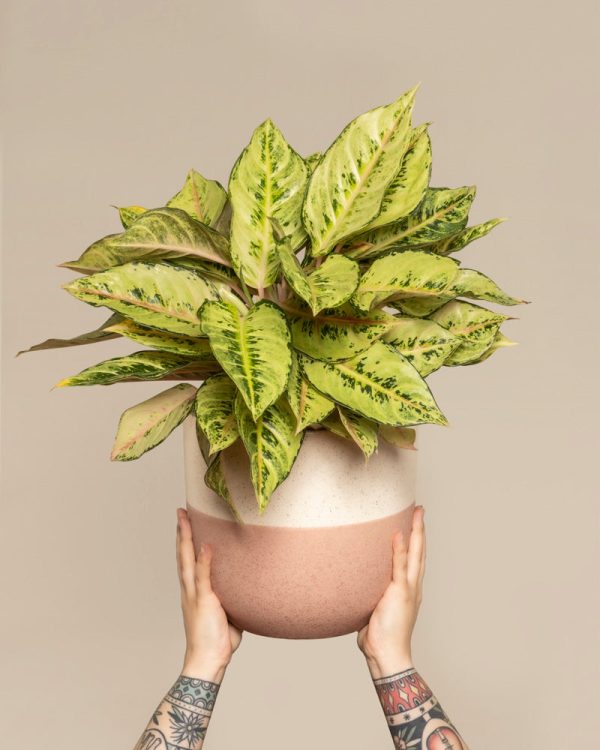 Aglaonema Chartreuse Pretty