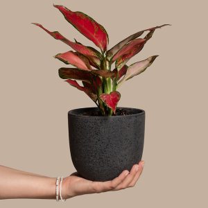 Aglaonema Cherry Baby