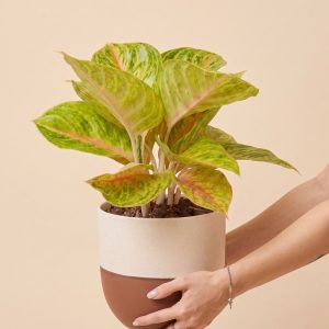 Aglaonema Grand Blossom