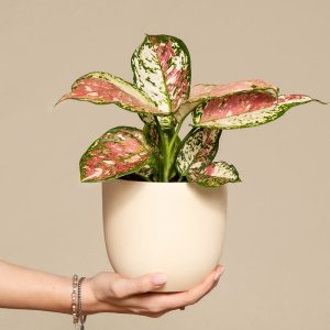Aglaonema Jazzy Red
