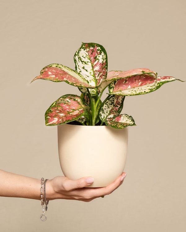 Aglaonema Jazzy Red