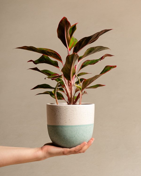 Aglaonema Jungle Red