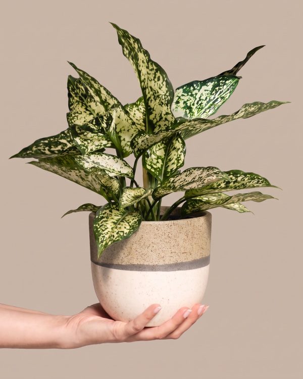 Aglaonema Kiwi