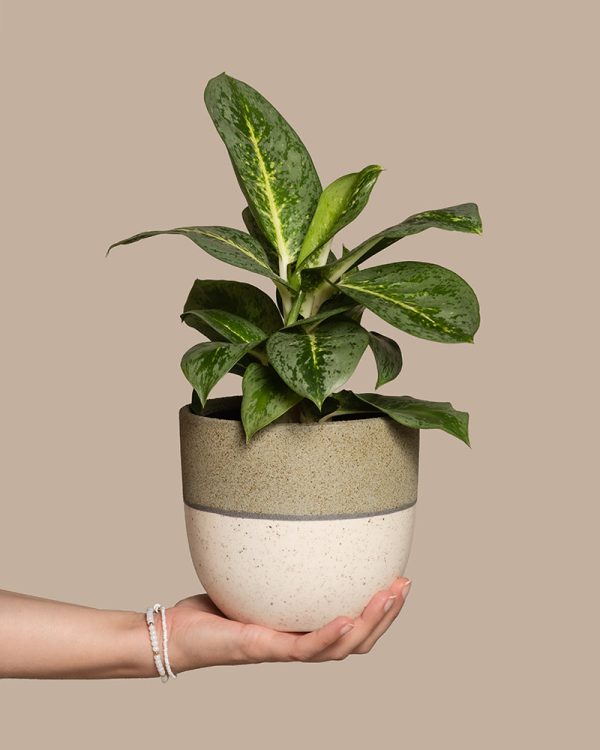 Aglaonema Lemon Mint