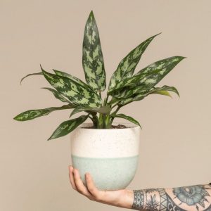 Aglaonema Maria