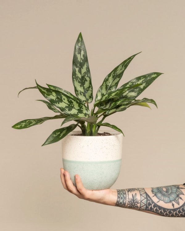 Aglaonema Maria