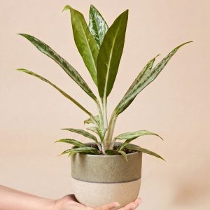 Aglaonema Matcha Lemon