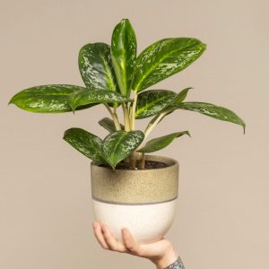 Aglaonema Onyx Green