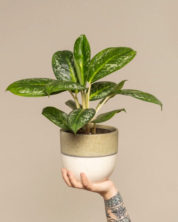 Aglaonema Onyx Green