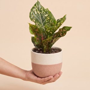 Aglaonema Pink Leopard