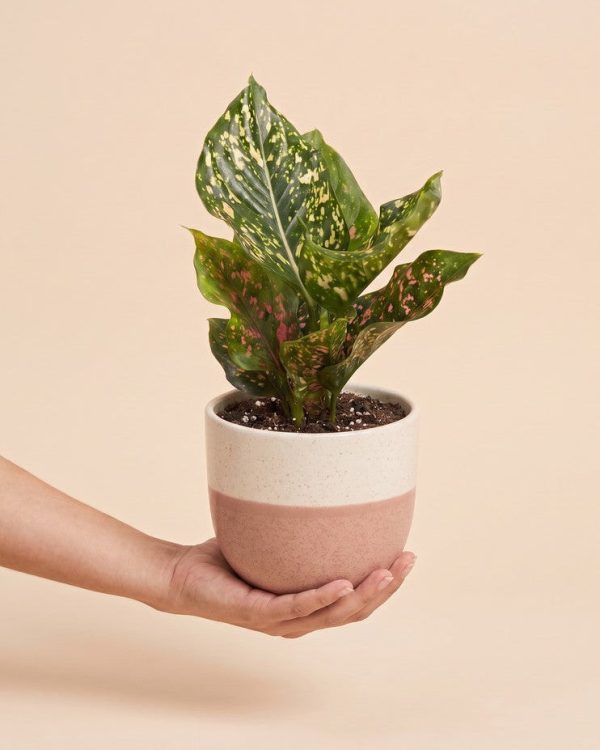 Aglaonema Pink Leopard
