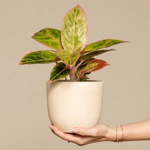 Aglaonema Salmon Fantasy