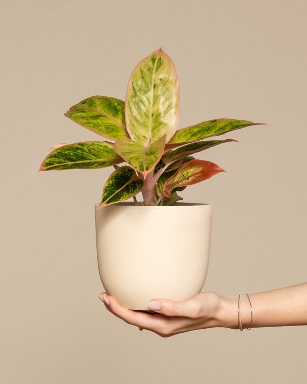 Aglaonema Salmon Fantasy