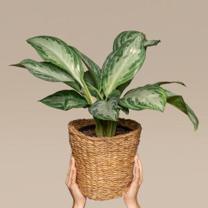 Aglaonema Silver Bay