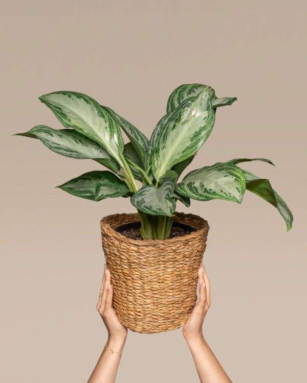 Aglaonema Silver Bay