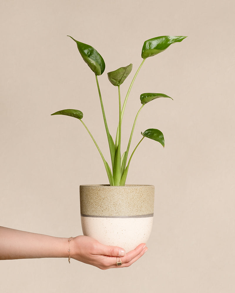 Alocasia 'Tiny Dancer'