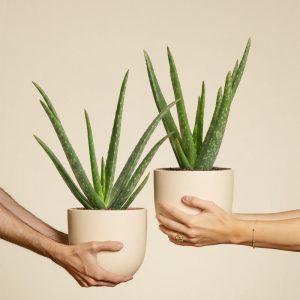 Aloe vera Duo