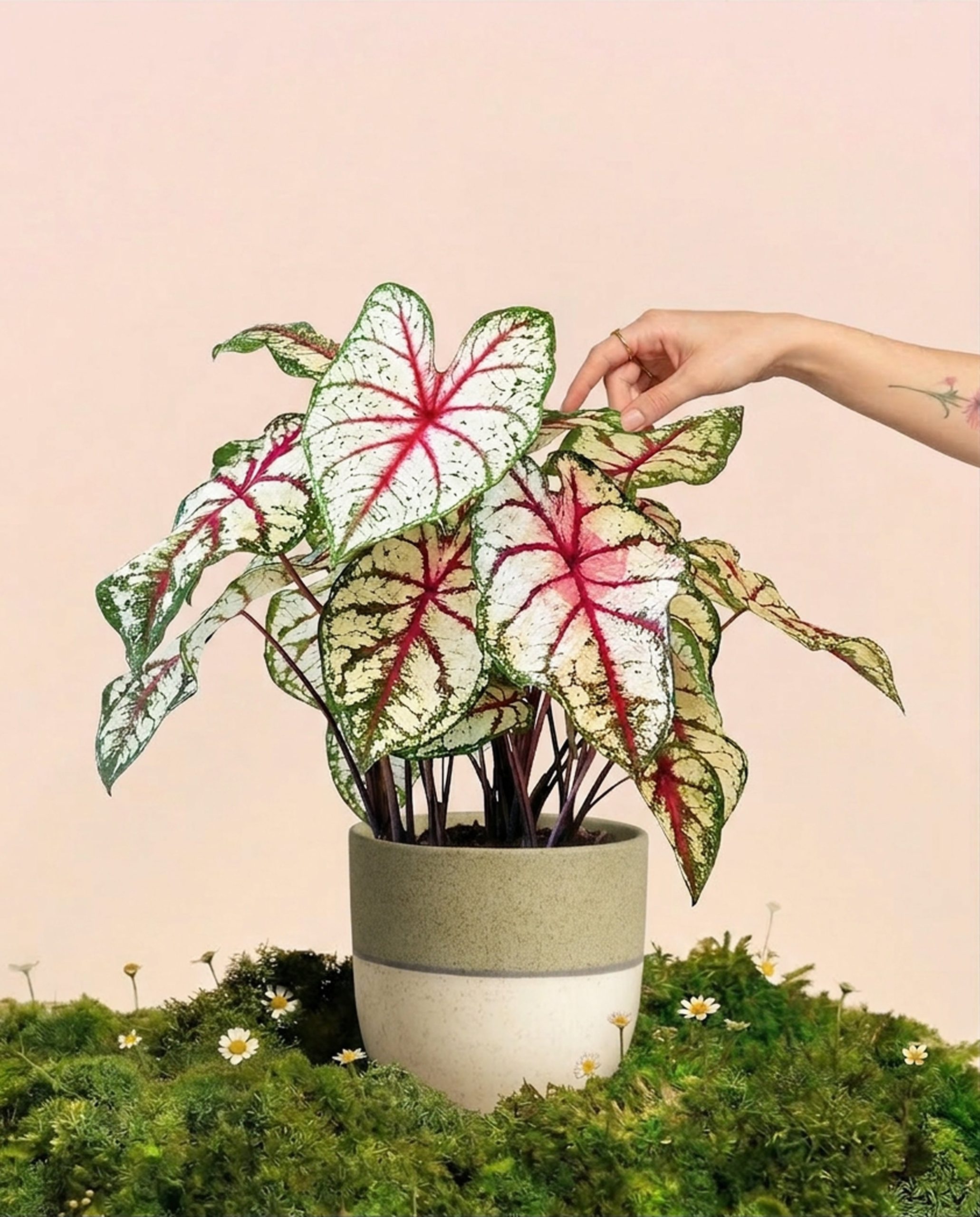 Caladium 'Bottle Rocket'