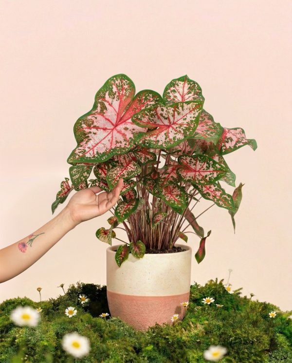 Caladium 'Carolyn Whorton'