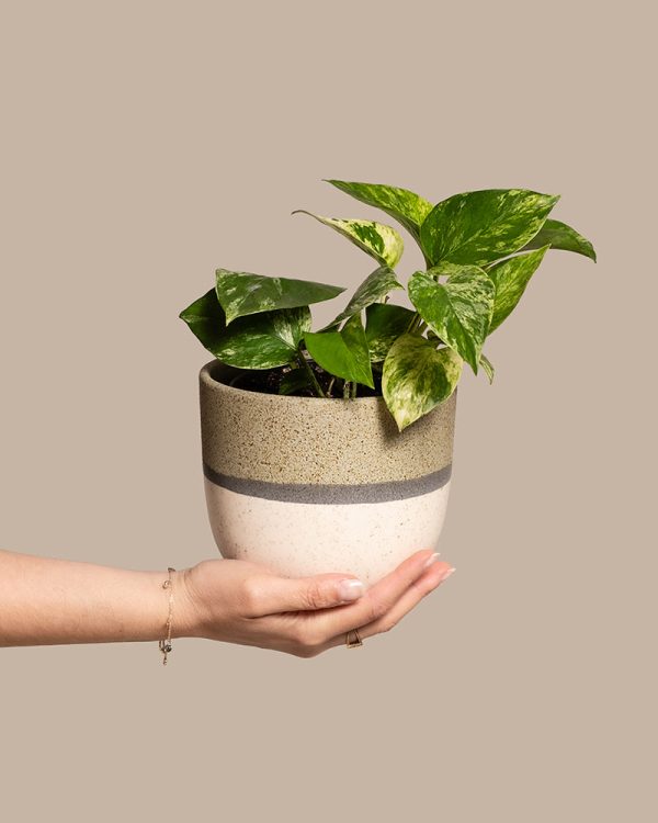 Efeutute Marble Queen