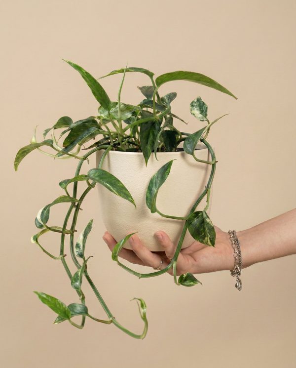 Epipremnum pinnatum variegata • feey