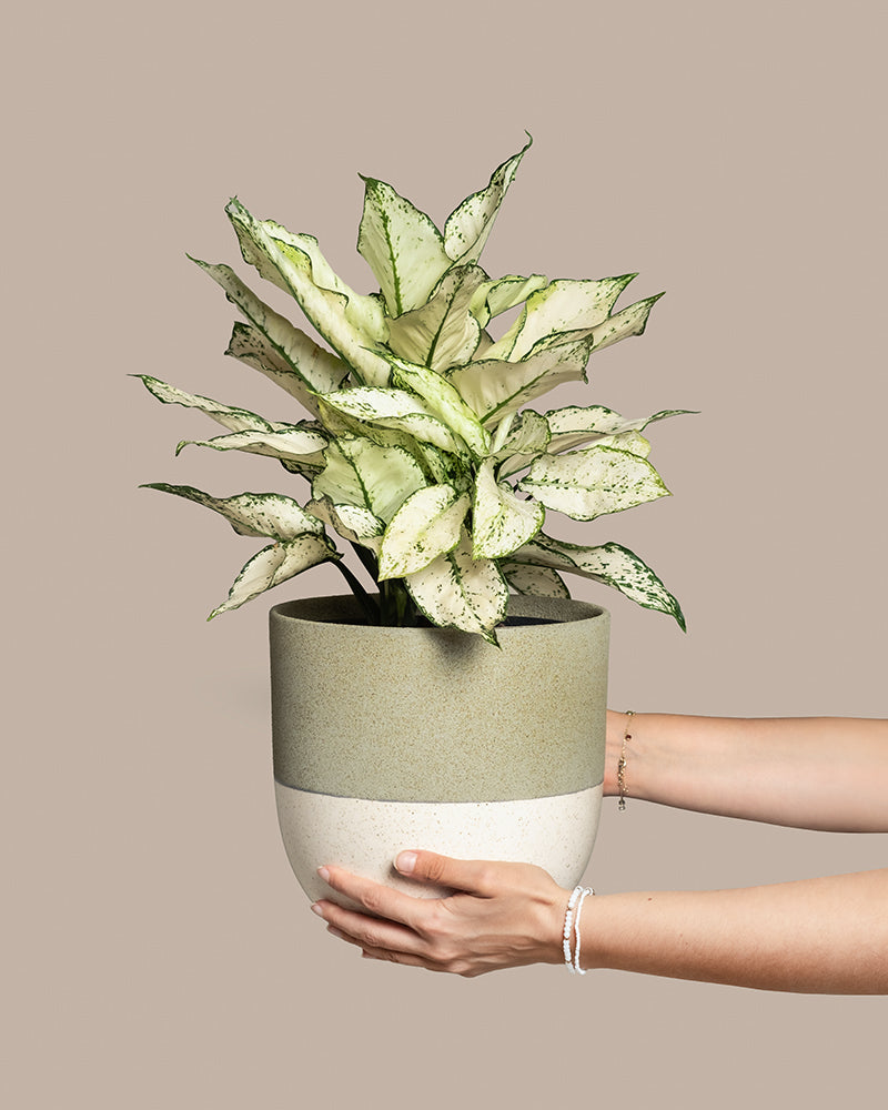 Große Aglaonema Kiwi