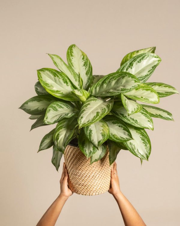 Große Aglaonema Silver Bay