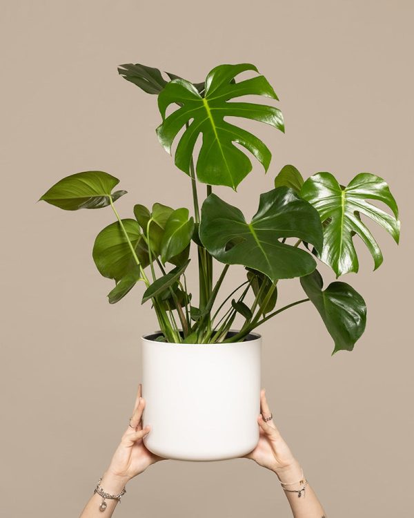 Große Monstera